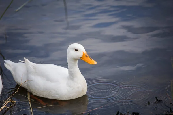 Pekin White Pekin Duck Floating Pond Closeup — Stock Photo, Image