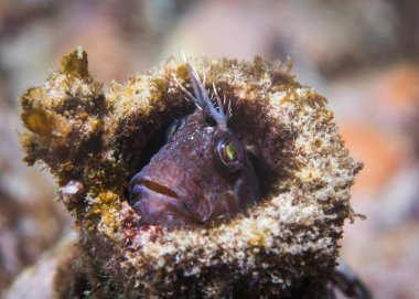 Küçük Boynuzlu Blenny Balığı (Parablennius cornutus) resifteki eski bir şişeden kafasını dikizler.