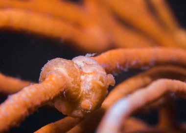 Whip-fan nudidal (Tritonia nilsodhneri) turuncu deniz sapının etrafına sarılmış