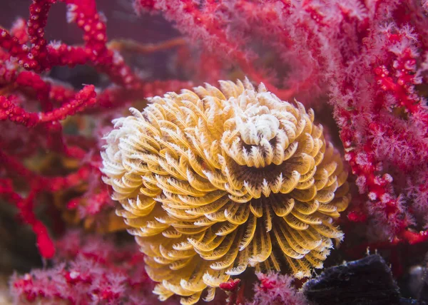 Vers Plumes Sabellastarte Longa Vers Géants Bras Étendus Orange Lorsqu — Photo