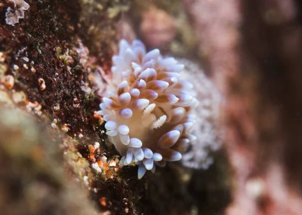 シルバーチップ ヌディブランチ Janolus Capensis が正面にあり 薄い色の海のナメクジがセラタで覆われています — ストック写真