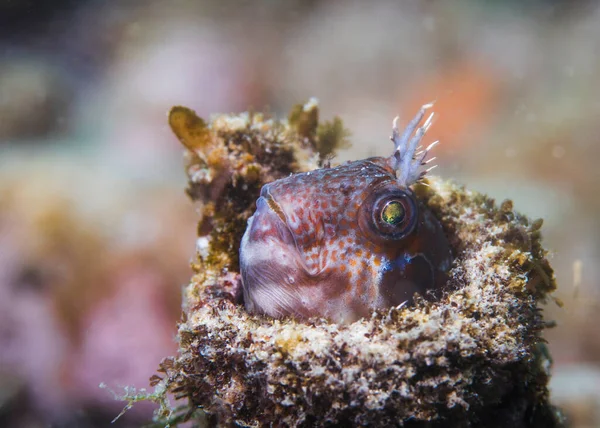 Small Horned Blenny Fish Parablennius Cornutus Peeking Head Out Old — Stock Photo, Image