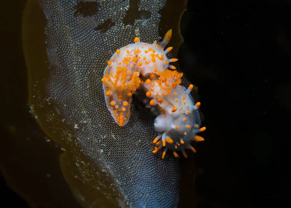 Två Orangefärgade Havssniglar Limacia Clavigera Betar Kelp Vit Kropp Med — Stockfoto
