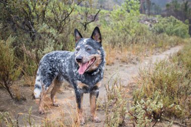Genç erkek Avustralya Sığır Köpeği (Blue Heeler) toprak bir yolda durup geriye bakıyor