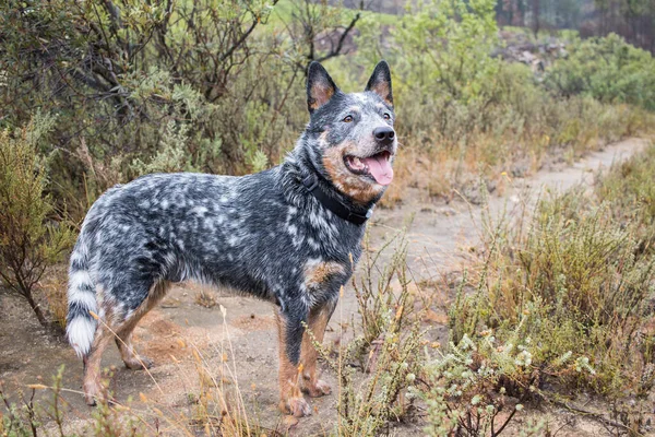 Young Male Australian Cattle Dog Blue Heeler Standing Dirt Road — Stock Photo, Image