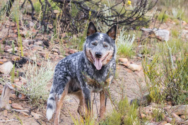 Ung Man Australian Cattle Dog Blue Heeler Står Och Tittar — Stockfoto