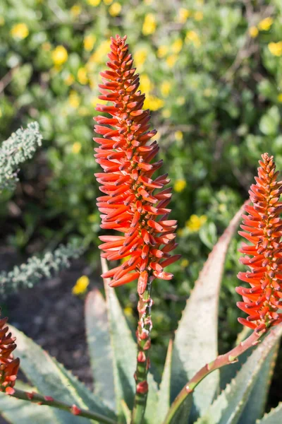 Aloe Ferox Сочное Растение Цветет Большими Яркими Оранжевыми Цветами Имеет — стоковое фото