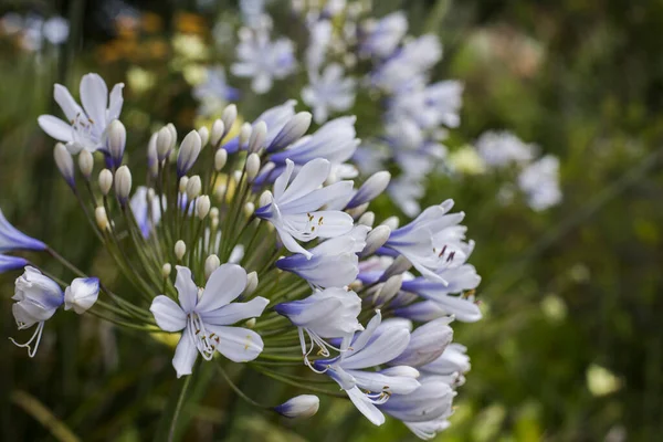 Closeup Agapanthus Praecox Flower Head Blue Lily White Flowers Purple — Stock Photo, Image