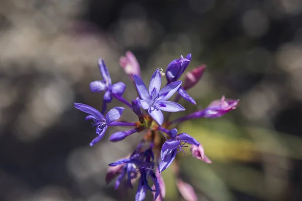 Closeup Thereianthus Bracteolatus Flower Somerpypie Bloupypie Deep Blue Purple Flowers — Stock Photo, Image