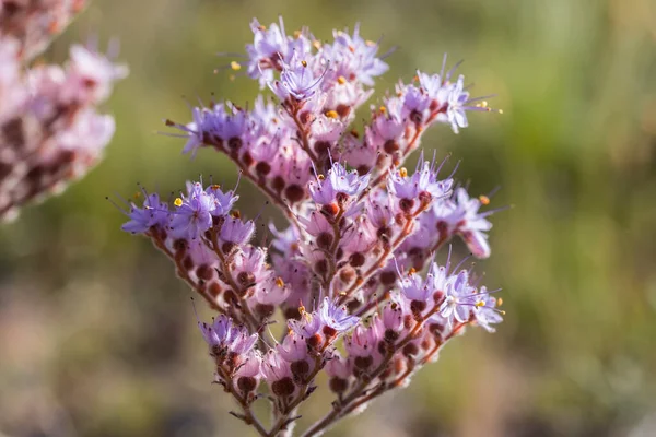 Dilatris Corymbosa Plant Rooiwartel Red Root Clusters Many Small Pink — Stock Photo, Image