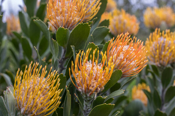 Protea Orange Pin Cushion Flower (Leucospermum) closeup of flowers and leaves fynbos plant