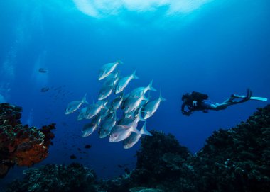 Küçük bir gümüş balık sürüsü (Chrysoblephus puniceus) ve arka planda yüzen dalgıç