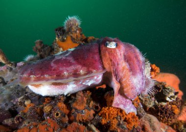 Yaygın bir mürekkepbalığı (Sepia vermiculata) resifte kendini kamufle eder. 