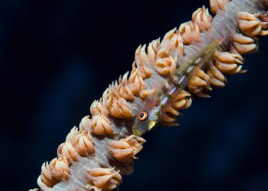 Mercan polipleri arasındaki mercanın üzerine tünemiş bir deniz kırbacının makro çekimi (Bryaninops yongei)