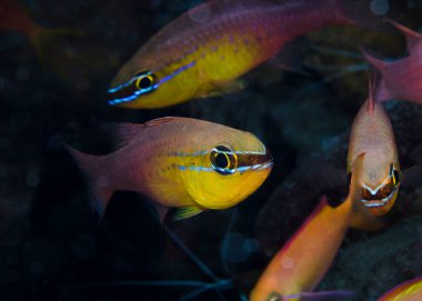 Kısa dişli kardinal balığı (Goldbelly kardinalfish)