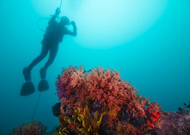 Bir dalgıcın silueti ön planda bir şamandıra ve renkli resifle yükseliyor.