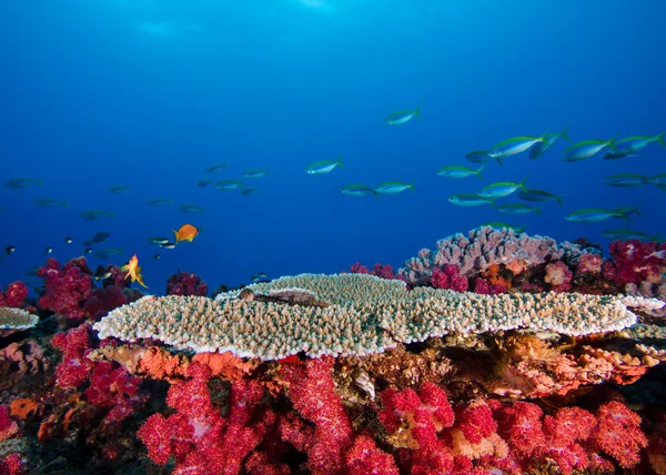 Bright coral reef scene of pink Thistle soft corals and Plate coral,  with some small fish swimming past in the background