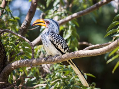 Güney sarı gagalı boynuzlu kuş ağaçta tünedi.