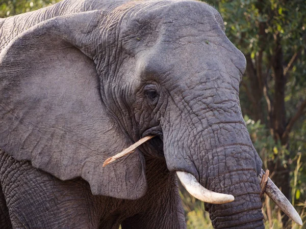Elefante Africano Pastando Bosque Masticando Una Rama Cerca Cabeza —  Fotos de Stock