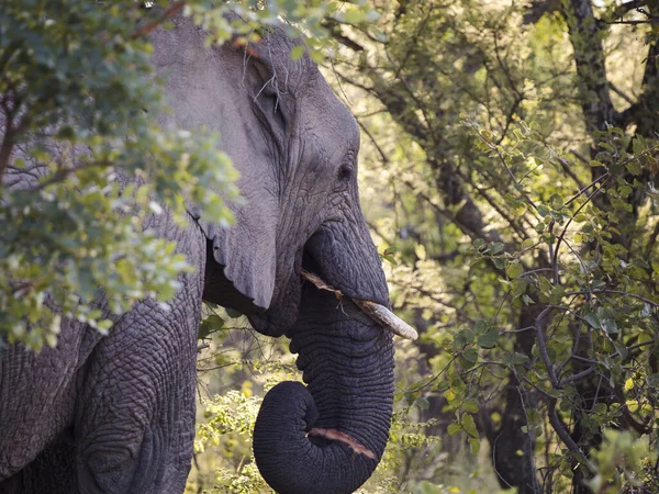 Afrika Fili Ormanda Otluyor Ağzına Bir Sopa Sokuyor — Stok fotoğraf