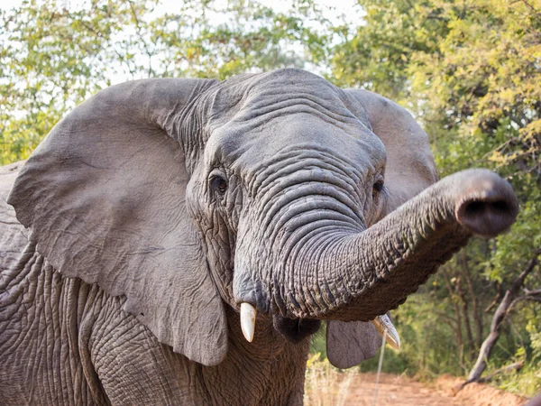 African elephant reaching out toward the camera with her trunk close up shot