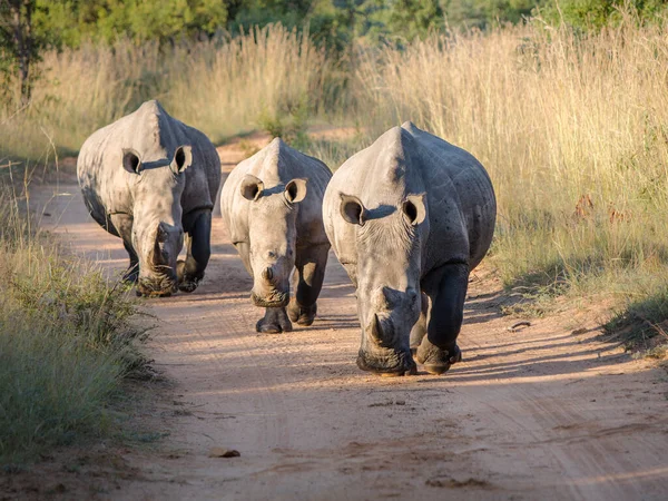 Tres Rinocerontes Blancos Caminando Hacia Cámara Por Camino Tierra —  Fotos de Stock
