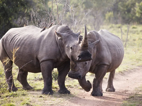 Dos Rinocerontes Blancos Frente Cámara Juguetoneando Unos Otros Levantando Polvo —  Fotos de Stock