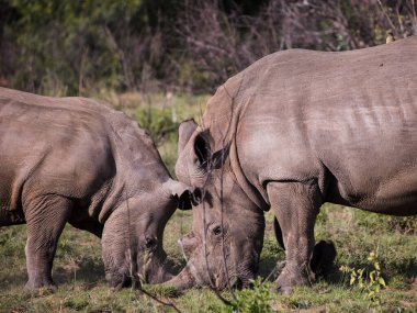 Kafa kafaya duran iki beyaz gergedan şakacı.