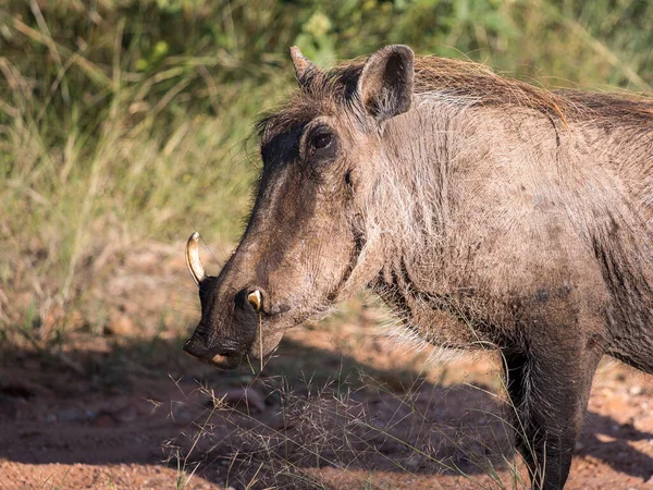 Warthog大人立って見てカメラ閉じる彼女の頭と肩 — ストック写真