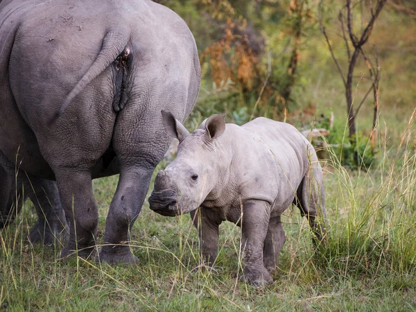 Pantorrilla Rinoceronte Blanco Pie Junto Madre Mirando Cámara —  Fotos de Stock