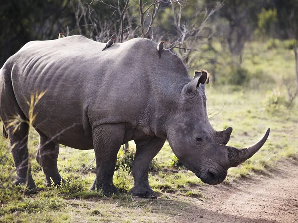 Toro Rinoceronte Blanco Pie Con Algunas Aves Pajarito Espalda —  Fotos de Stock