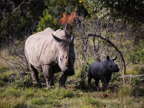 Vaca Rinoceronte Blanca Con Atención Pie Sol Mañana Frente Cámara —  Fotos de Stock