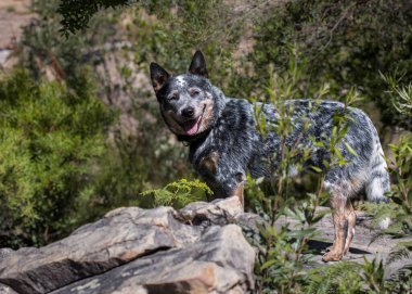 Genç bir Avustralya Sığır Köpeği (Blue Heeler), ağzı açık bir şekilde kameraya bakan büyük bir kayanın üzerinde duruyor.