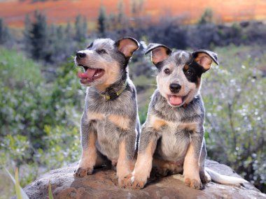 Avustralya Sığır Köpeği (Blue Heeler) yavruları açık havada bir kayanın üzerinde oturmuş kameraya bakan ağızları açık şekilde resmediyorlar.