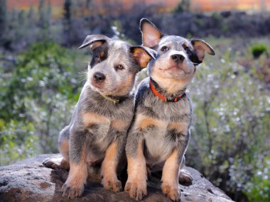 Avustralya Sığır Köpeği (Blue Heeler) yavruları bir kayanın üzerinde kameraya bakan bir portre üzerinde oturuyorlar.