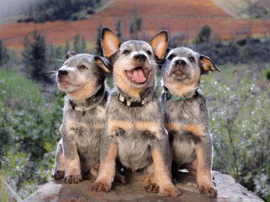Avustralya Sığır Köpeği (Blue Heeler) bir kayanın üzerinde oturmuş kameraya bakan üç yavru köpek portresi