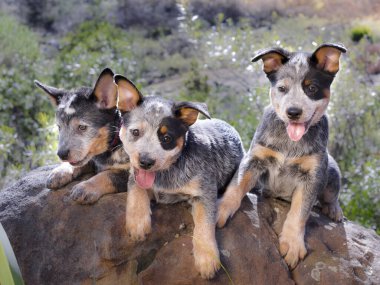 Avustralya Sığır Köpeği (Blue Heeler) bir kaya üzerinde uzanan yavrular