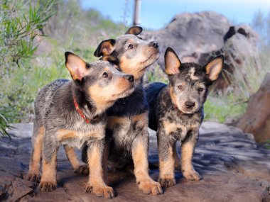 Avustralya Sığır Köpeği (Blue Heeler) yavruları açık havada bir kayanın üzerinde oturuyorlar.