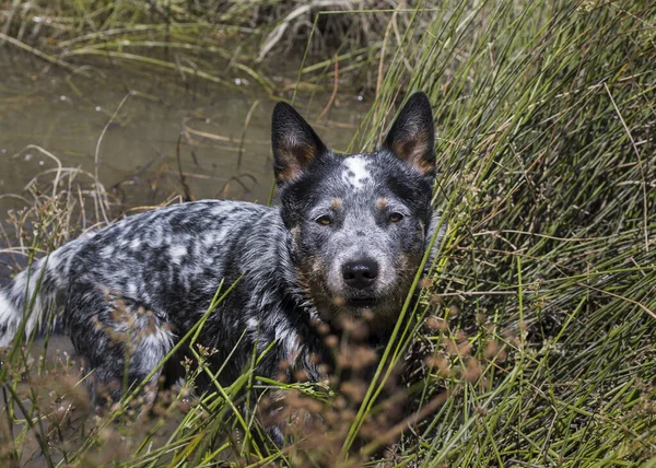 Genç bir Avustralya Sığır Köpeği (Blue Heeler) nehirde duruyor, uzun otların arasında kameraya bakıyor.
