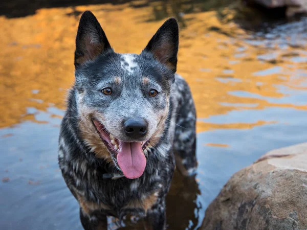 Młody Australijski Pies Bydła Blue Heeler Stojący Rzece Twarzą Kamery — Zdjęcie stockowe