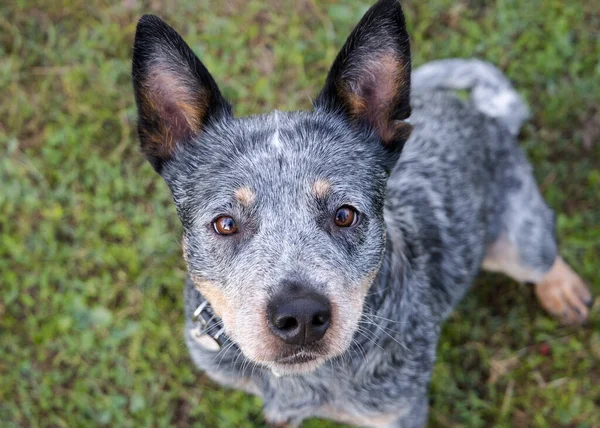 Australský Dobytek Pes Blue Heeler Dívá Kamery Detailní Portrét Její — Stock fotografie