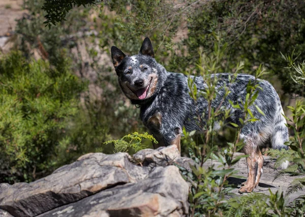 Ung Australian Cattle Dog Blue Heeler Står Stor Klippa Utomhus — Stockfoto