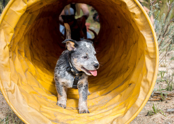 Happy Australian Cattle Dog (Blue Heeler) puppies running through an agility tunnel having fun