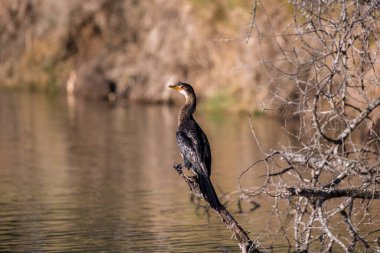 Afrikalı Reed Karabatağı (Microcarbo africanus) nehirdeki bir dalda oturuyor