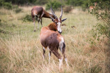 Blesbok ya da Blesbuck (Damaliscus pygargus phillipsi) otlakta durup kameraya bakan antilop