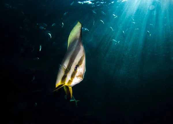 Batfish Swimming Camera Sun Rays Shining Water Surface Background — Stock Photo, Image