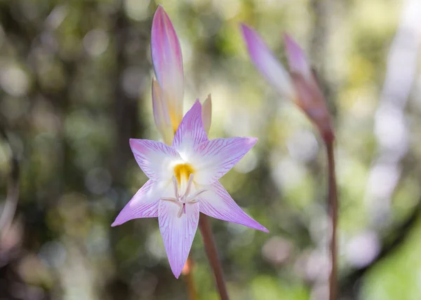 Fechar Belladonna Lily Março Lily Amaryllis Belladonna Belas Flores Cor — Fotografia de Stock