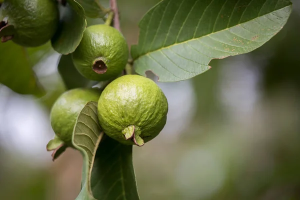 Guayaba Psidium Guajava Primer Plano Fruta Las Hojas Que Crecen — Foto de Stock