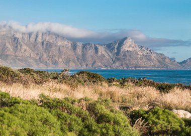 Hottentots 'un manzarası bulutlarla kaplı Hollanda dağları ve okyanus ve ön planda Cape fynbos bitkileri