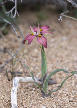Iris ailesinden bir çiçek (Moraea ciliata sp. Açık kahverengi çiçekli güzel bir ampul bitkisi.